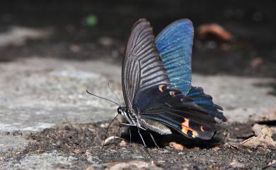 Papilio protenor protenor Cramer, [1775] 黑鳳蝶