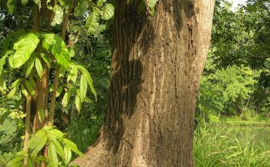 Swietenia macrophylla King 大葉桃花心木