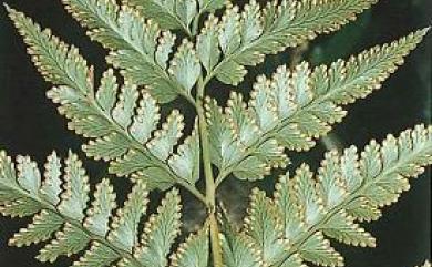 Davallia solida (G.Forst.) Sw. 闊葉骨碎補