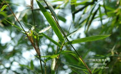 Phyllostachys makinoi 桂竹