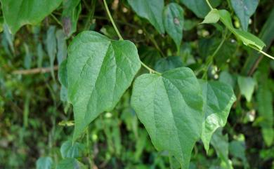 Cyclea ochiaiana (Yamam.) S.F. Huang & T.C. Huang 臺灣土防己