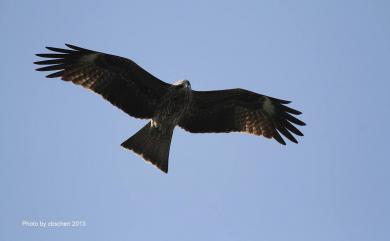 Milvus migrans formosanus Kuroda Sr, 1920 黑鳶(台灣亞種)