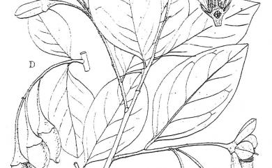 Styrax japonicus var. kotoensis (Hayata) Masam. & Suzuki 蘭嶼野茉莉