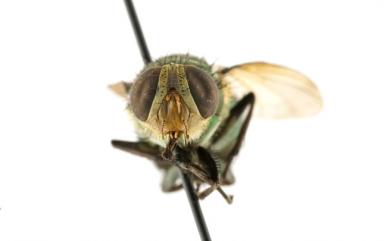 Isomyia electa (Villeneuve, 1927) 選同蠅