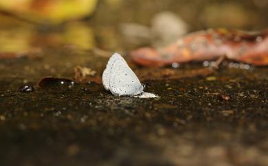 Celastrina lavendularis himilcon 細邊琉灰蝶