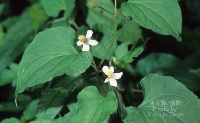 Houttuynia cordata Thunb. 臭腥草