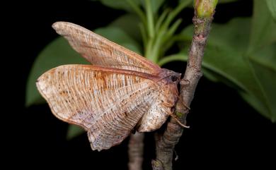 Plagodis reticulata Warren, 1893 皺紋黃尺蛾