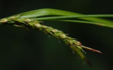 Carex brunnea Thunb. 束草