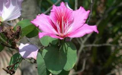 Bauhinia purpurea 洋紫荊