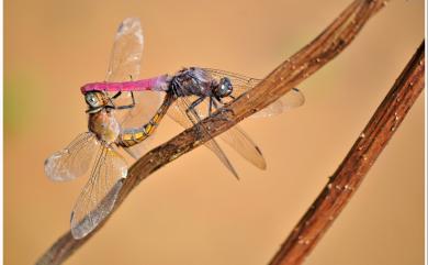 Orthetrum pruinosum neglectum 霜白蜻蜓中印亞種