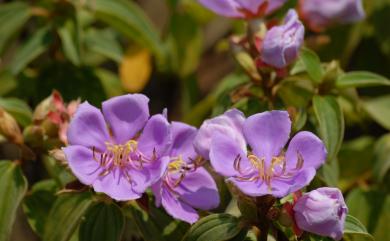 Melastoma septemnervium Lour. 野牡丹