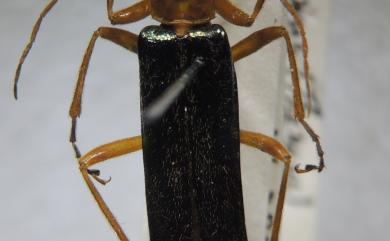 Themus pallidipes Wittmer, 1954 黛青麗菊虎