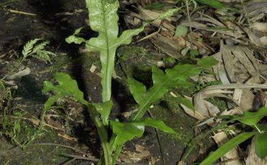 Leptochilus insignis (Blume) Fraser-Jenk. 箭葉星蕨