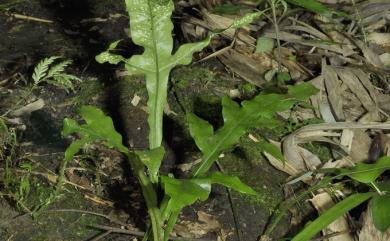 Microsorum insigne (Blume) Copel. 箭葉星蕨