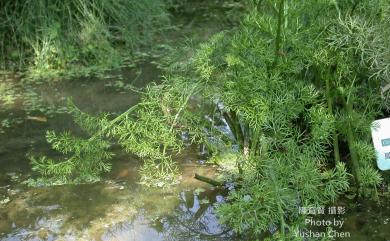 Ceratopteris thalictroides (L.) Brongn. 水蕨