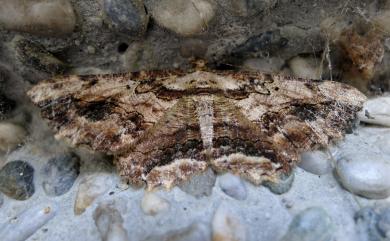 Menophra anaplagiata Sato, 1984 茶褐弭尺蛾