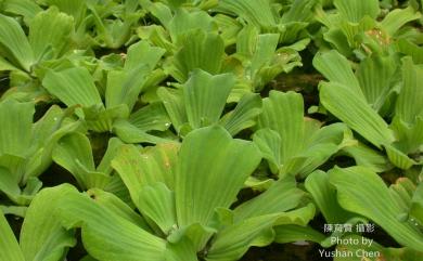 Pistia stratiotes 大萍