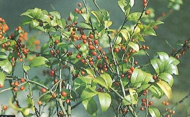 Ilex pubescens Hook. & Arn. 密毛假黃楊