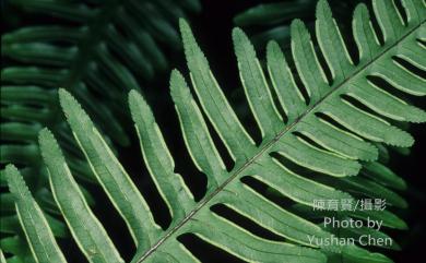 Pteris semipinnata L. 半邊羽裂鳳尾蕨