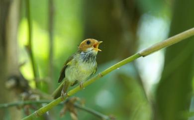 Abroscopus albogularis fulvifacies 棕面鶯