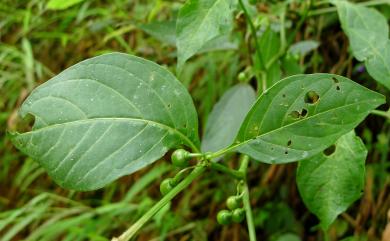 Tubocapsicum anomalum (Franch. & Sav.) Makino 龍珠