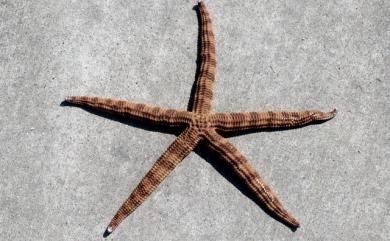 Ophidiaster armatus Koehler, 1910 飾物蛇星