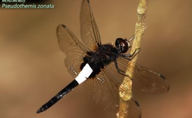 Pseudothemis zonata (Burmeister, 1839) 黃紉蜻蜓