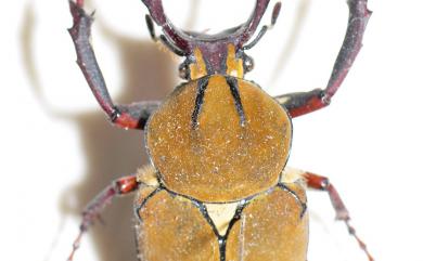 Dicronocephalus wallichii bourgoini Pouillaude, 1914 臺灣角金龜