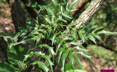 Mahonia oiwakensis Hayata 阿里山十大功勞