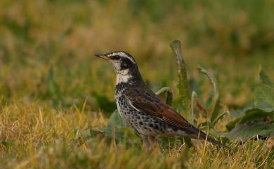 Turdus eunomus Temminck, 1831 斑點鶇