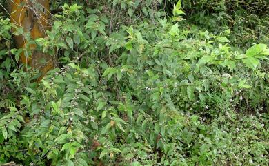 Maesa perlaria var. formosana 台灣山桂花