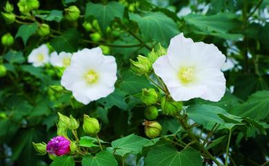 Hibiscus mutabilis L. 木芙蓉