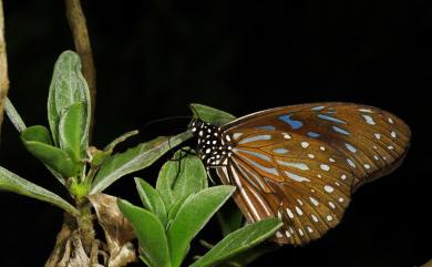 Tirumala septentrionis (Butler, 1874) 小紋青斑蝶