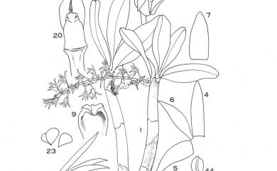 Pinalia ovata (Lindl.) W.Suarez & Cootes 大腳筒蘭