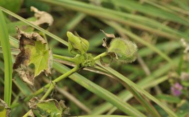 Abelmoschus moschatus Medik. 香葵