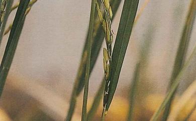 Oryza sativa 稻