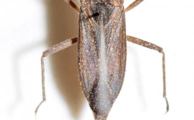 Nepidae Latreille, 1802 蠍蝽科