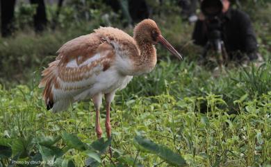 Leucogeranus leucogeranus (Pallas, 1773) 白鶴