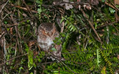 Otus spilocephalus hambroecki 黃嘴角鴞