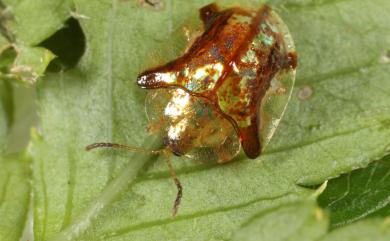 Cassida rati Maulik, 1923 角斑龜金花蟲