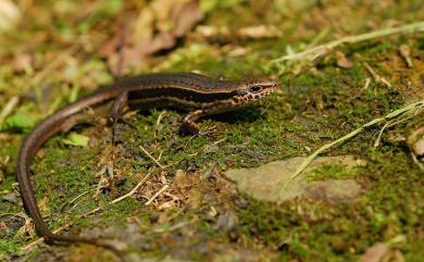 Sphenomorphus indicus Gray, 1853 印度蜓蜥