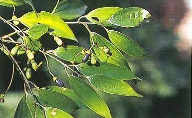 Cinnamomum subavenium Miq. 香桂