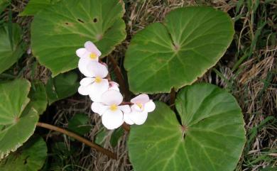 Begonia fenicis 蘭嶼秋海棠