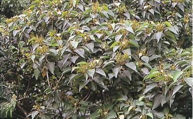 Macaranga sinensis Baill. ex Müll. Arg. 紅肉橙蘭