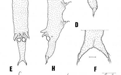 Xarifia sectilis Humes, 1985 細毛珊虱