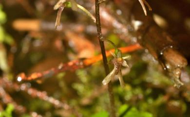 Neottia japonica (Blume) Szlach. 日本雙葉蘭