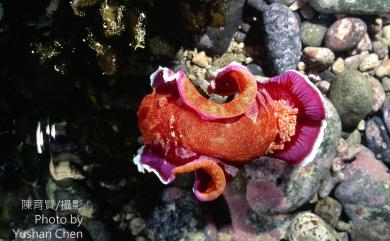 Hexabranchus sanguineus (Rüppell & Leuckart, 1830) 血紅六鰓海牛