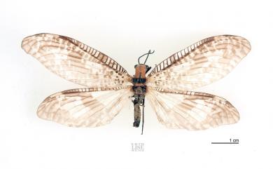 Neochauliodes formosanus (Okamoto, 1910) 臺灣斑魚蛉