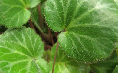 Saxifraga stolonifera Curtis 虎耳草