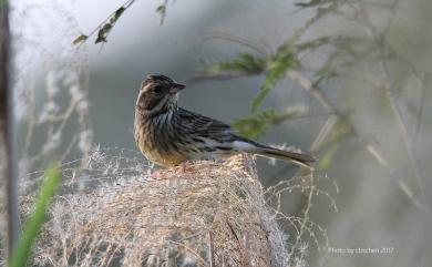 Emberiza spodocephala sordida Blyth, 1845 灰頭黑臉鵐